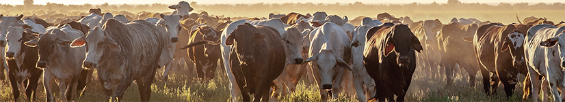 Cattle in field