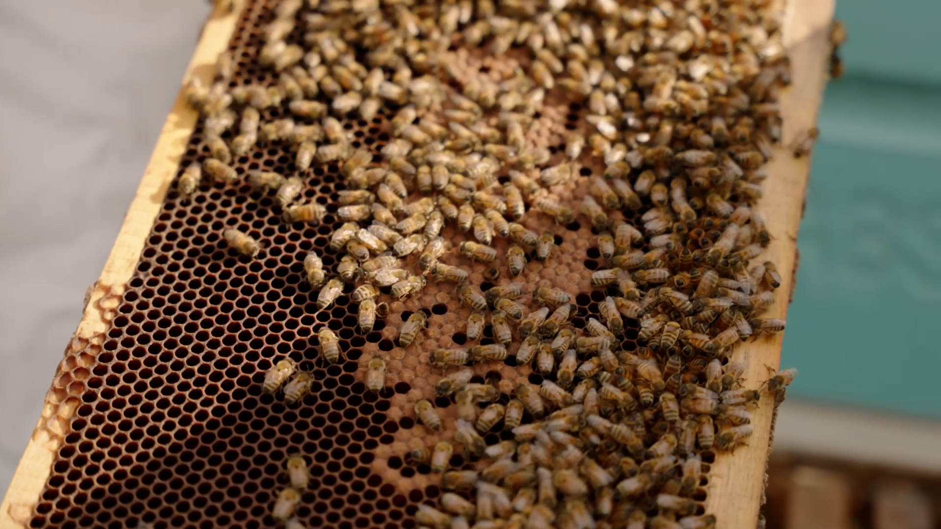 Close-up of bees on beehive frame