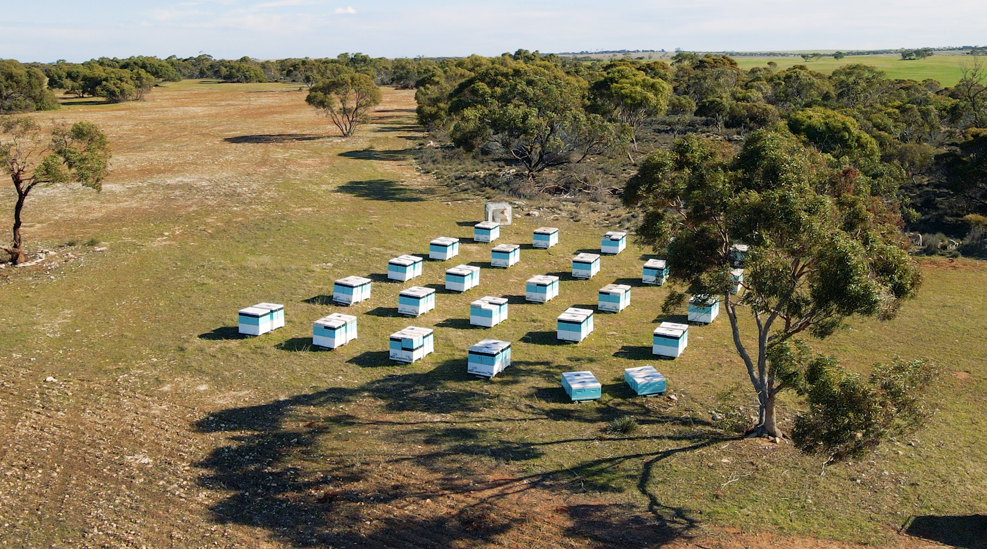 Beehives in paddock