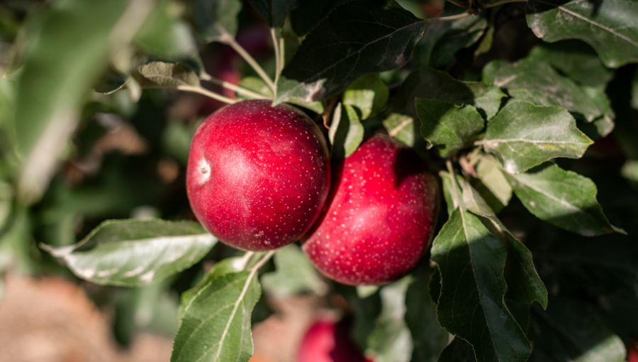 Red Apples