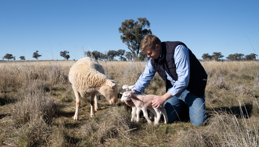 Patterson Lambs