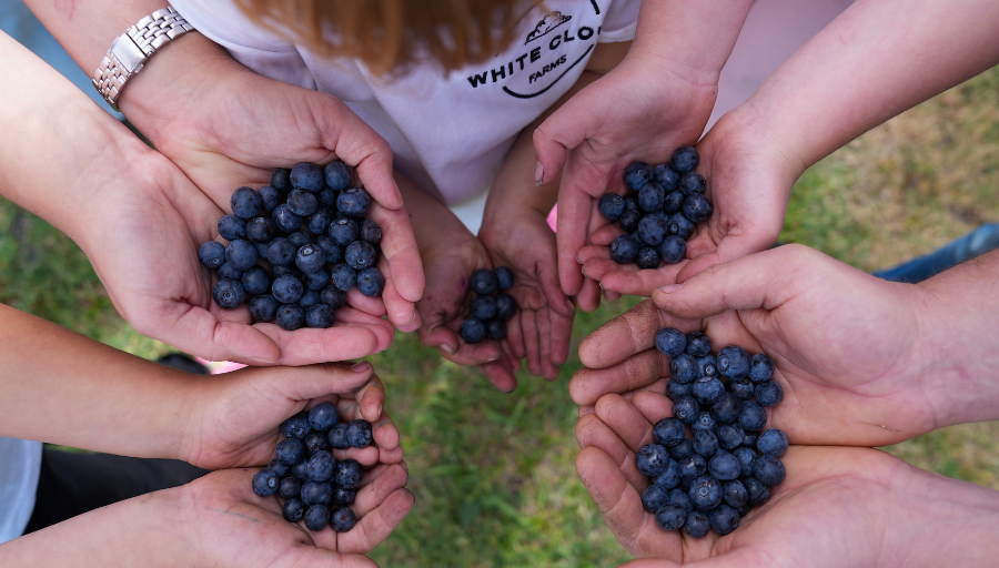 White Cloud Farm Blueberry