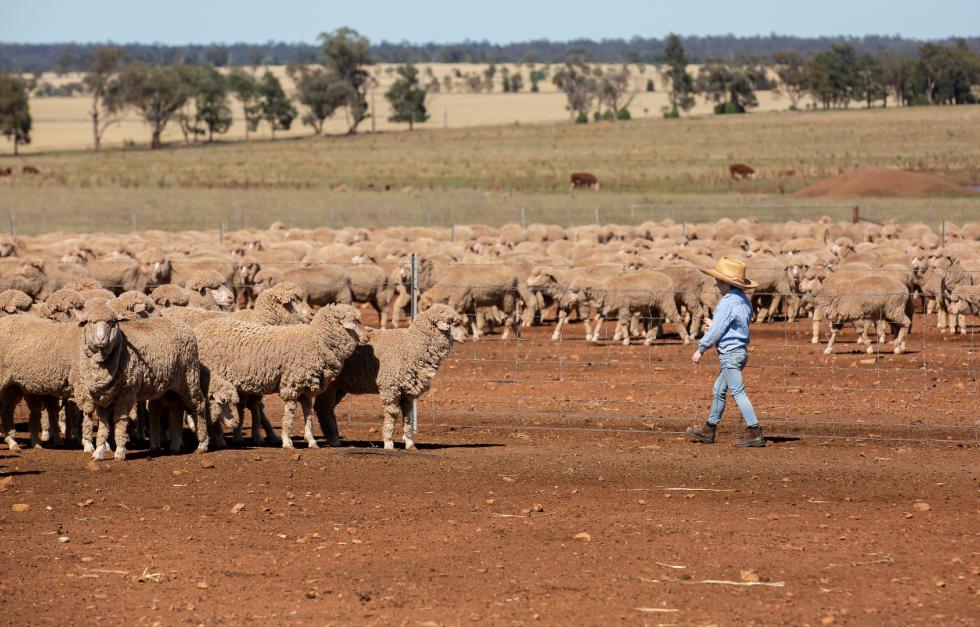 Drought Sheep Farm