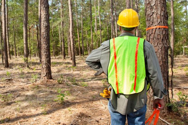 Man working in forest