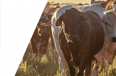 cattle