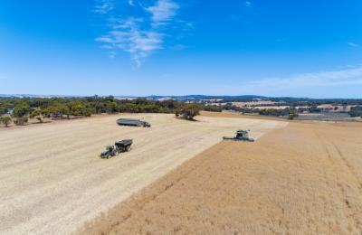 Canola harvest in Western Australia