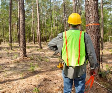 Man working in forest